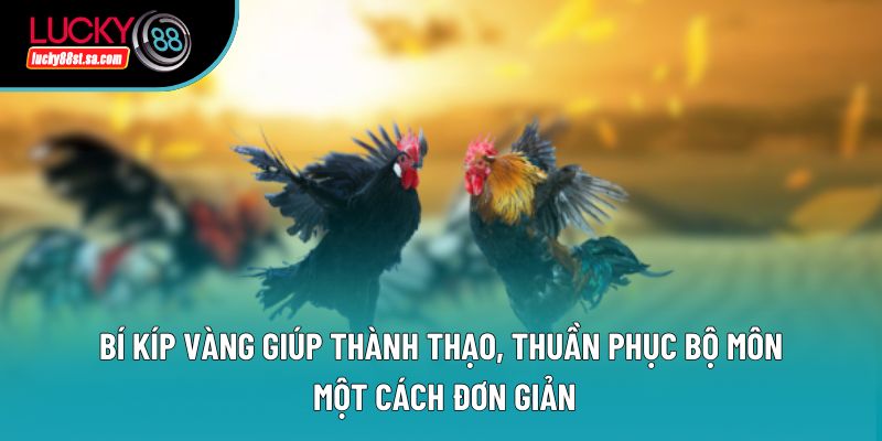 Trường Gà Thomo - Toàn Bộ Thông Tin Hữu Ích, Chi Tiết Từ A-Z