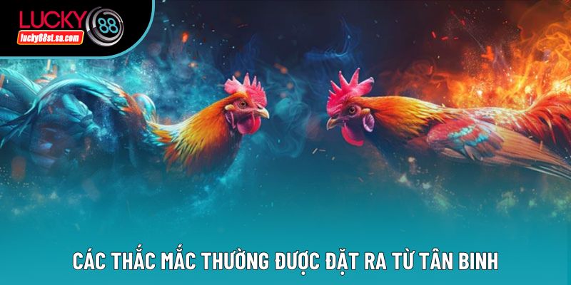 Đá Gà 67 - Phân Tích Chi Tiết Hình Thức Đá Gà Hot Hiện Nay Đá Gà 67 - Phân Tích Chi Tiết Hình Thức Đá Gà Hot Hiện Nay