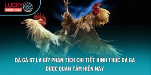 Đá gà - Lucky88
