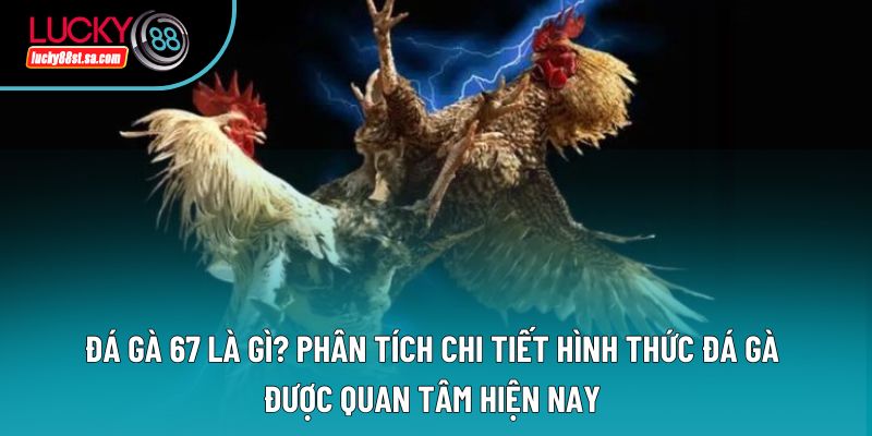 Đá Gà C3 Lucky88 - Hình Thức Chọi Gà Hấp Dẫn Số 1 Năm 2026
