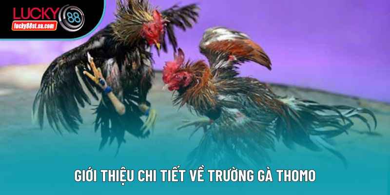 Trường Gà Thomo - Toàn Bộ Thông Tin Hữu Ích, Chi Tiết Từ A-Z