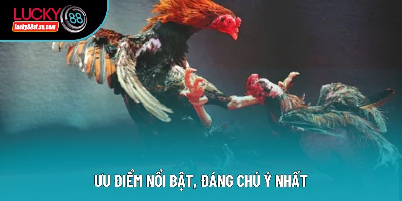 Trường Gà Thomo - Toàn Bộ Thông Tin Hữu Ích, Chi Tiết Từ A-Z